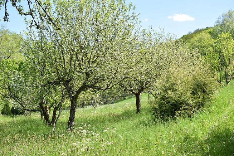 Unterstützung der Naturschutzprojekte von NABU "Steinkauz/Streuobstwiese" und "Wechselkröte"